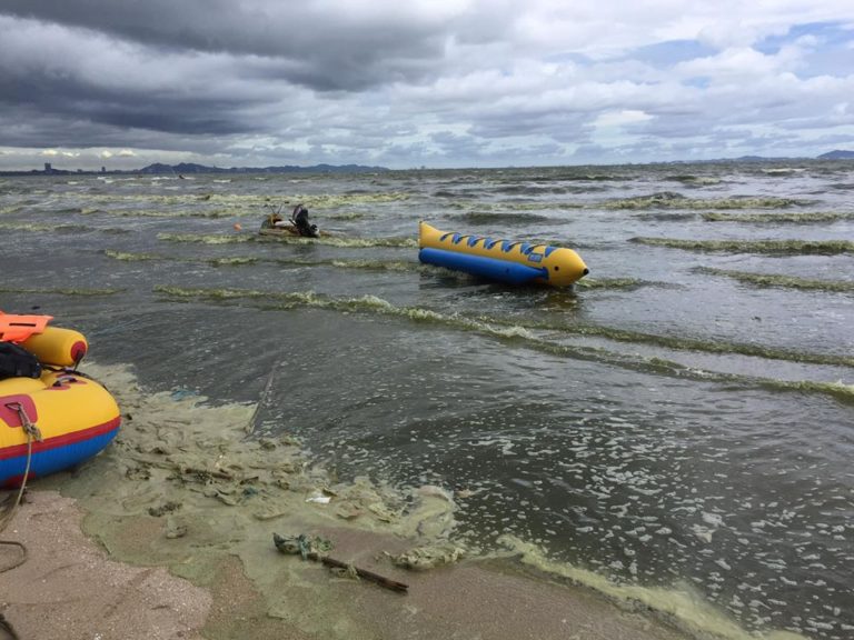 หาดบางแสนเกิด ‘มหกรรมน้ำทะเล ชาเขียววิปครีม’ น้ำทะเลเปลี่ยนเป็นสีเขียว