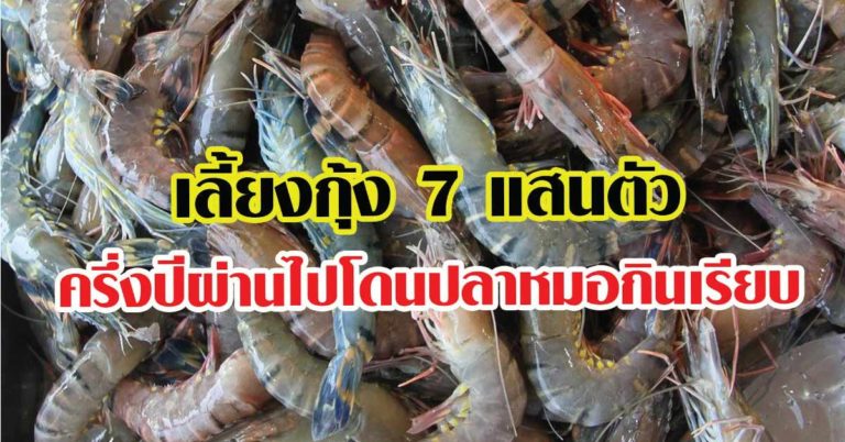 หนุ่มสุดเซ็ง เลี้ยงกุ้ง 7 แสนตัว ครึ่งปีผ่านไปโดนปลาหมอปริศนากินเรียบ