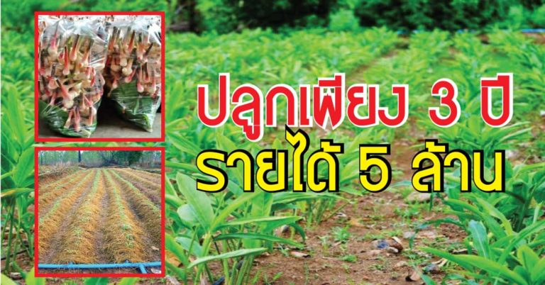 เกษตรกรไทยทำได้ ! ปลูกครั้งเดียวเก็บเกี่ยวผลผลิตนานนับ 10 ปี เริ่มทำอย่างจริงจัง 3 ปี สร้างรายได้ 5 ล้านบาท/ปี