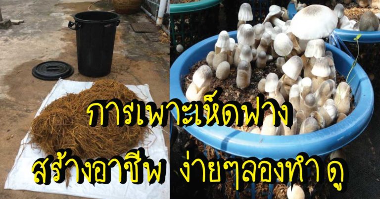 การเพาะเห็ดฟางในถังพลาสติก ง่ายๆ สามารถเพาะกินเองได้ในครัวเรือน