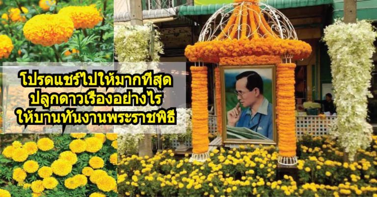 โปรดแชร์..แนะนำปลูกดาวเรืองอย่างไร ให้บานทันงานพระราชพิธี ถวายพระเพลิงพระบรมศพ ในหลวง ร.9