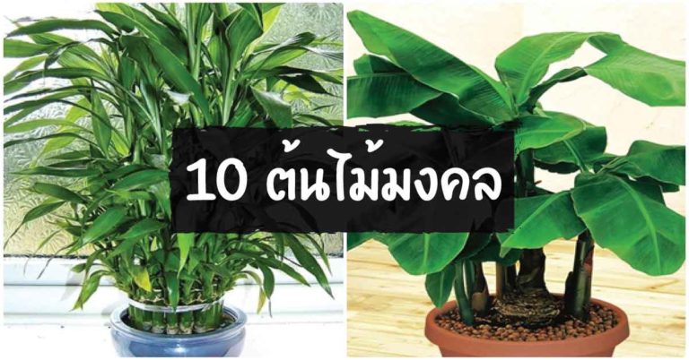 หามาปลูกเลย 10 ต้นไม้มงคลที่ควรปลูกไว้ในบ้านเสริมบารมี เงินทองไหลมาเทมา