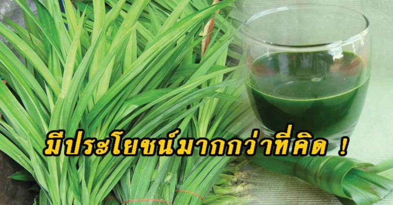 8 สรรพคุณทางยาของ “ใบเตย” บรรเทาโรคข้อ รักษาโรคเบาหวาน บำรุงผิวพรรณ