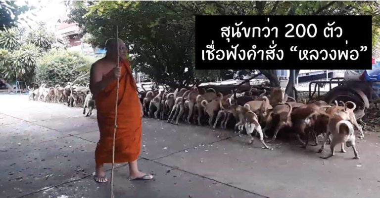 หลวงพ่อสุดยอด!! สาวไปทำบุญที่วัดถึงกับอึ้ง เมื่อพบสุนัขกว่า200ตัว เชื่อฟังคำสั่ง “ห้ามทำร้ายโยม” กินข้าวมีระเบียบ ไม่กัดกัน (มีคลิป!)