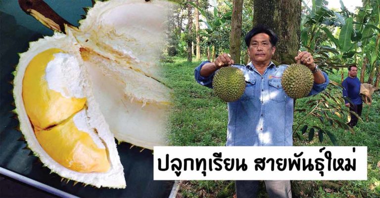 ปลูกทุเรียน สายพันธุ์ใหม่ “ทุเรียนทองลินจง” ขายตลาดส่งออก ได้ราคาสูง