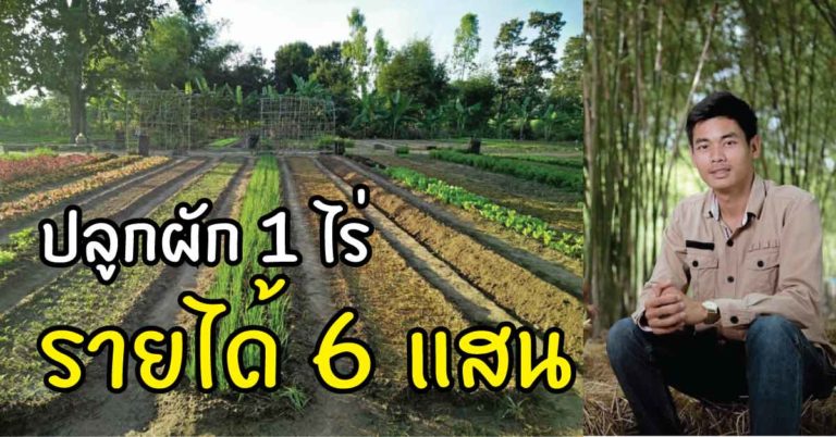 หนุ่มอีสานใช้ทฤษฎีพ่อ+ตำราอิสราเอล ทำสวนผัก 1 ไร่ ได้ 6 แสน!!