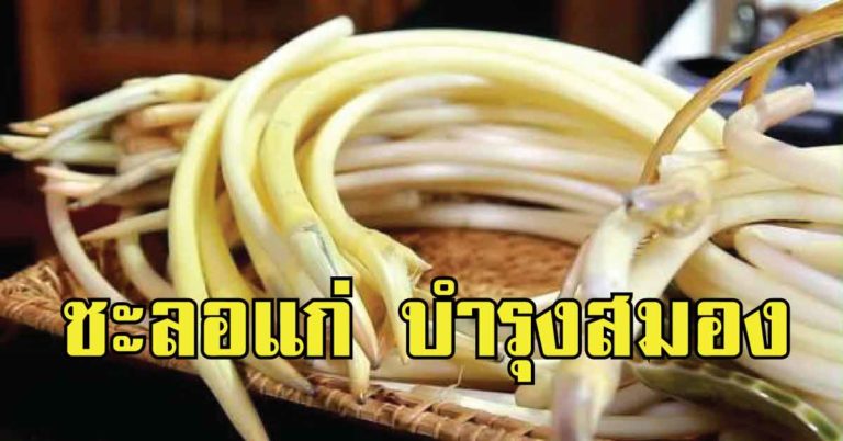 ดีบอกต่อ! ผักพื้นบ้าน 10 ชนิด มีสรรพคุณช่วยบำรุงสมอง ต้านความจำเสื่อม ชะลอแก่