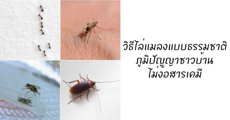 20 วิธีไล่แมลงแบบธรรมชาติ ภูมิปัญญาชาวบ้านไม่ง้อสารเคมี