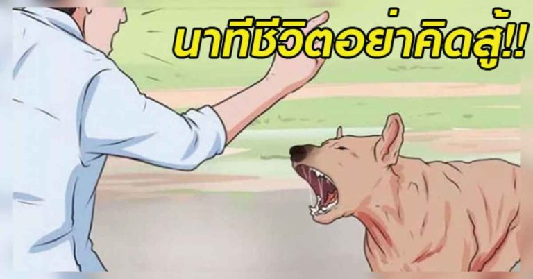 คนกลัวสุนัขควรอ่าน..หากเจอหมาวิ่งไล่ เพียงคุณทำตาม 5 ข้อนี้ รับรองไม่โดนหมากัดแน่นอน