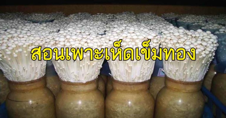 สอนเพาะเห็ดเข็มทอง สร้างรายได้ให้ครอบครัว