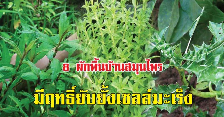 8 ผักพื้นบ้านสมุนไพร มีฤทธิ์ยับยั้งเซลล์มะเร็ง ไม่ใช่แค่อร่อย แถมยังช่วยต้านโรคร้ายได้ด้วย