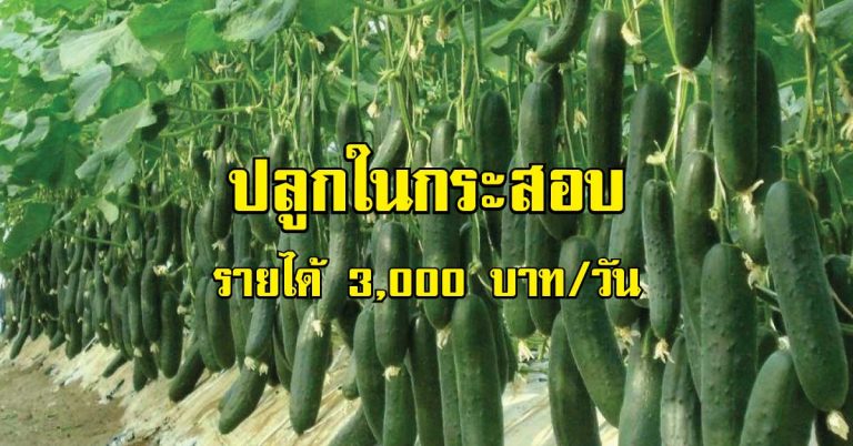 ปลูกแตงกวาญี่ปุ่น “ไร้ดิน” ในกระสอบ ราคาดีไม่มีตก ทำเงินได้ทุกวัน