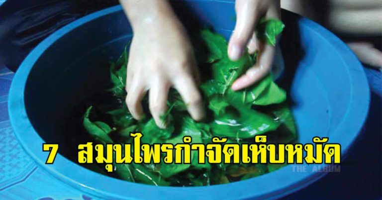 7 สมุนไพรกำจัดเห็บหมัด.. ลองเลย ได้ผลจริง ปลอดภัย 100%