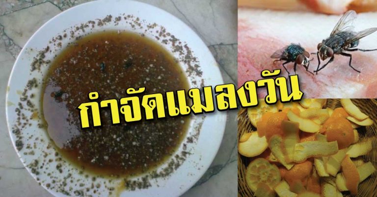 10 สูตรเด็ด กำจัด “แมลงวัน” อย่างได้ผลจริง ใช้เพียงครั้งเดียวแมลงวันไม่มาอีกเลย