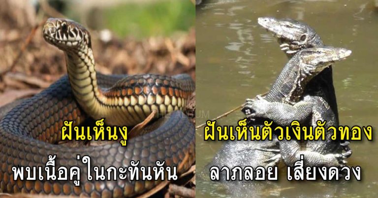 ทํานายฝัน 30 คำทำนาย ฝันแบบนี้โชคดีแน่ๆ เลขเด็ดแม่นๆ