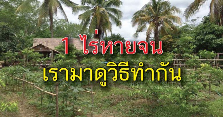 เศรษฐกิจพอเพียง ใช้พื้นที่ปลูกพืช ไม้ผล เลี้ยงสัตว์ พื้นที่ 1 ไร่ สร้างรายได้หลายแสนบาทต่อปี