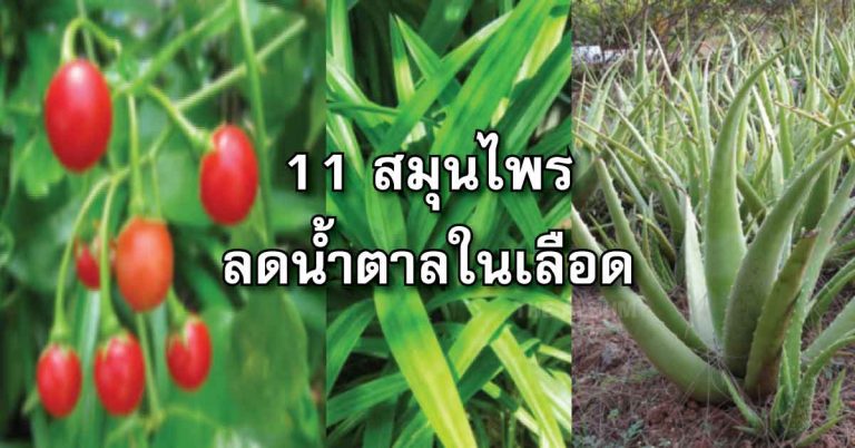 11 สมุนไพร รักษาเบาหวาน บำรุงสุขภาพ ลดน้ำตาลในเลือดได้อย่างดีเยี่ยม