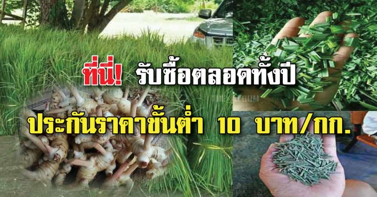 รับไม่อั้น! ใครที่ปลูกแล้วไม่มีที่ขาย ที่นี่เปิดรับซื้อตลอดทั้งปี 10-15 บาท/กก