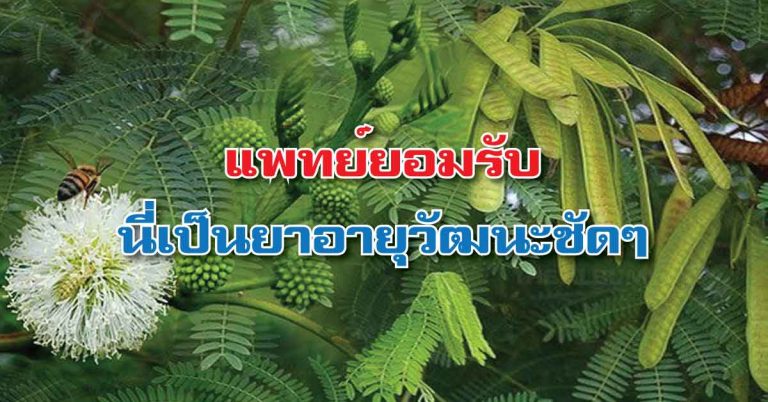 ผักบ้านๆ.. ที่สรรพคุณไม่ธรรมดา!! “กระถิน”กับคุณประโยชน์มากมาย ป้องกัน รักษาสารพัดโรค