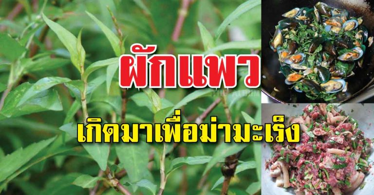 ผักแพว เกิดมาเพื่อกำจัดมะเร็งโดยเฉาะ (อ่านสรรพคุณ 34 ข้อ)