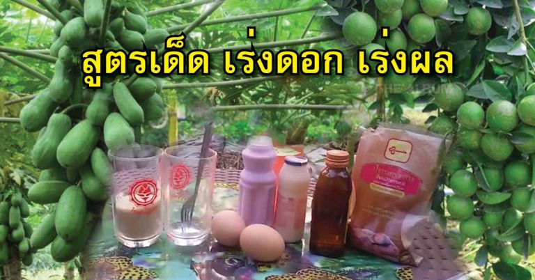 สูตรเด็ด ช่วยเร่งดอก เร่งผล ใช้ไข่ 2 ฟองก็ทำได้ ทำง่ายๆ ได้ลูกดกๆ