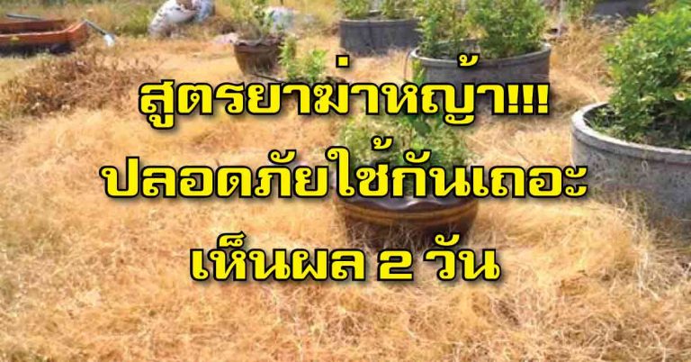 แจกฟรี..!! สูตร “ยาฆ่าหญ้า” ปลอดภัยใช้กันได้ ไม่ต้องกลัวสารพิษตกค้างอีกแล้ว!!