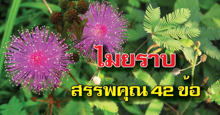 ไมยราบ ใครว่าเป็นแค่วัชพืช สรรพคุณ 42 ข้อ รู้เเล้วหรือยัง?