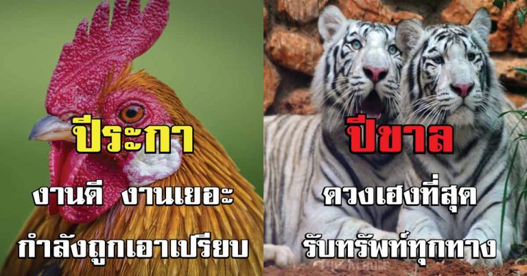 ตำราจีน 6 ปีนักษัตร ดวงดีที่สุด มีเกณฑ์รับทรัพย์ รับโชค ตลอดปี 61