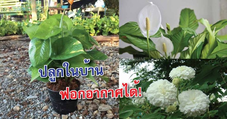 6 ต้นไม้ที่ควรปลูกในบ้าน ฟอกอากาศ-ดูดสารพิษ!