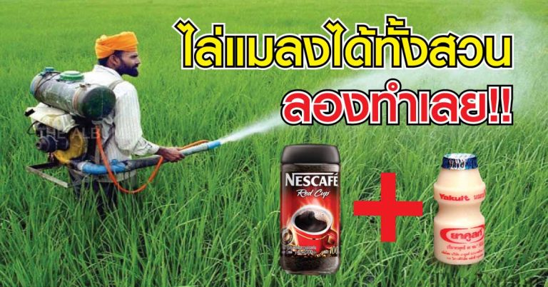 “กาแฟผสมยาคูลท์” ตามสูตร ไล่แมลงได้ทั้งสวน รู้กันหรือยัง!