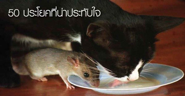 50 ประโยคที่น่าประทับใจ อ่านแล้วมีความสุข