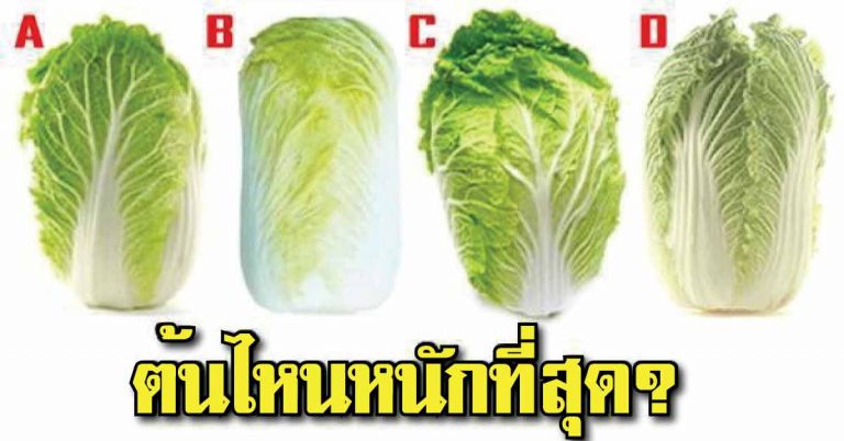 ผักกาดขาวต้นไหน “หนักที่สุด” สามารถบ่งบอกได้ว่าในปี 2018 คุณจะรับทรัพย์มากแค่ไหน?