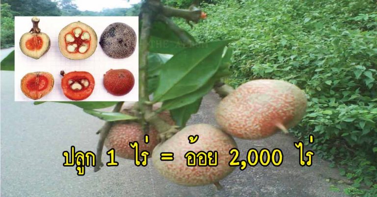 วิจัยพบสารให้ความหวานชนิดใหม่ สกัดจากผลไม้ หวานกว่าน้ำตาลถึง 2,000 เท่า!!