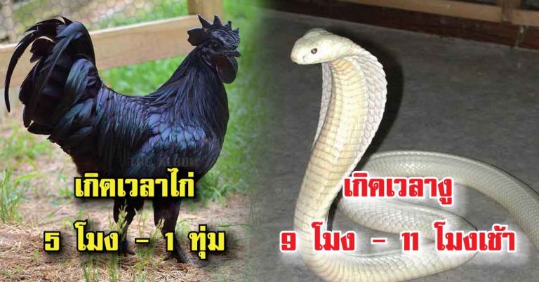 เวลาเกิดของคุณตรงกับสัตว์อะไร มาเช็คกัน?