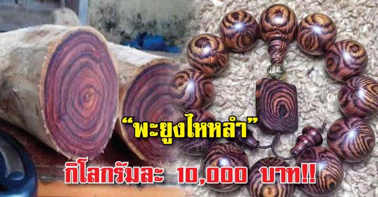 ใครว่าบ้าก็ไม่สน!!? ผมจะปลูก..“พะยูงไหหลำ”ไม้ที่มีมูลค่าสูง กิโลกรัมละ 10,000 บาท!!(มีรายละเอียด)