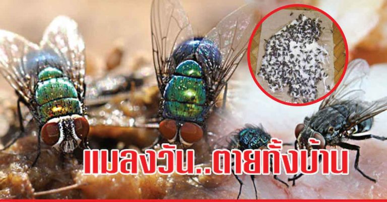 แชร์เก็บไว้!! 10 สูตรเด็ด วิธีกำจัด ‘แมลงวัน’ ได้ผลจริง ใช้เพียงครั้งเดียว