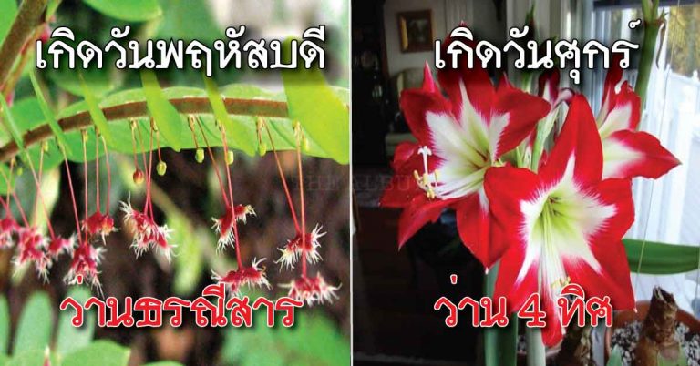 โบราณว่าไว้ ปลูกว่านมงคล ให้ตรงกับวันเกิด จะช่วยให้ชีวิตราบรื่น