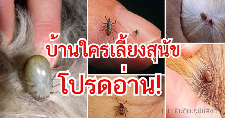 บ้านใครเลี้ยงสุนัขต้องอ่าน!..ความจริง 18 ข้อเกี่ยวกับเห็บ และวิธีการกำจัดที่ถูกวิธี