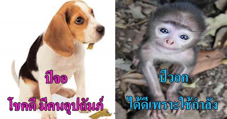 ผ่าดวงปี 2561 “6 ปีนักษัตร” จะมีชีวิตสุขสบาย เพียงทำตามนี้…