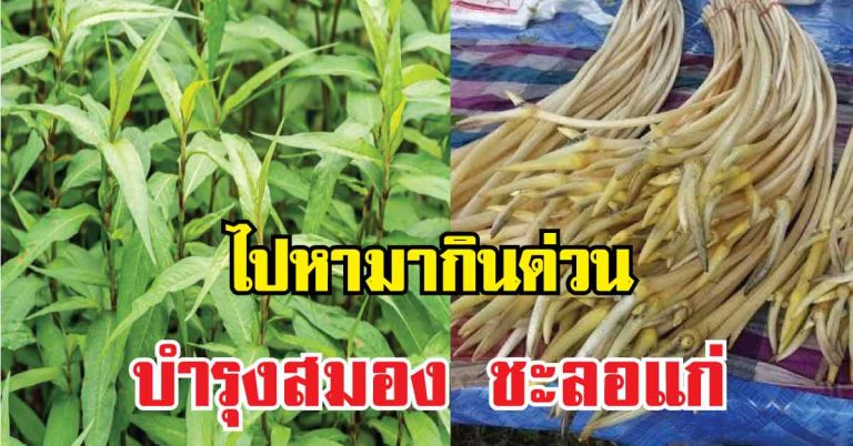 ไปหามากินด่วน! ผักพื้นบ้าน 10 ชนิด ที่ไม่ใช่แค่พืชธรรมดาแต่มีสรรพคุณช่วยบำรุงสมอง ต้านความจำเสื่อม ชะลอแก่