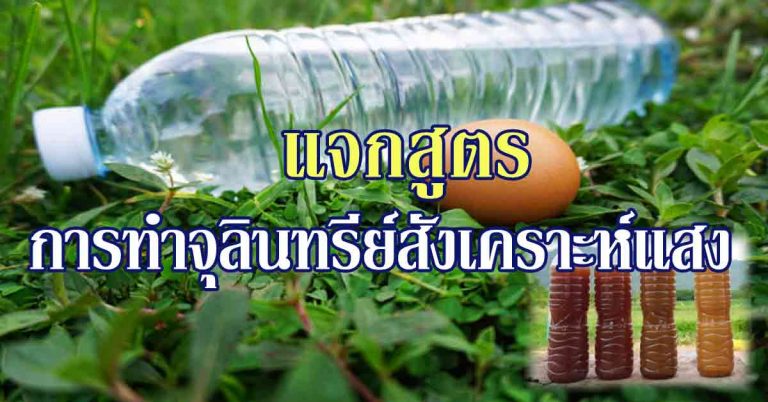 แจกสูตรการทำจุลินทรีย์สังเคราะห์แสงแบบเข้มข้น ใช้เร่งผลผลิตข้าว-ทำขายก็ได้!!