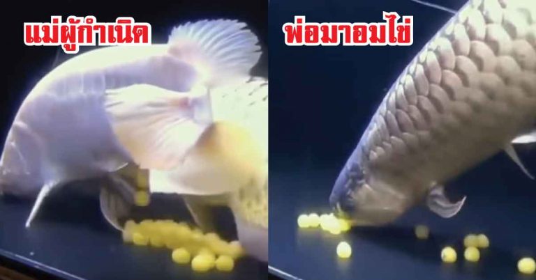 อัศจรรย์ความรัก!! 2 นาทีเข้าใจกำเนิด “ปลามังกร” ทำไมพ่อต้องอมไข่ไว้ในปากนานถึง 60 วัน