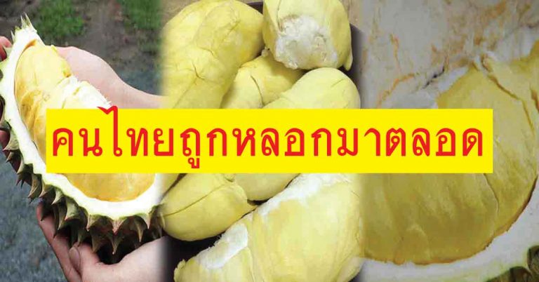 เรื่องของ “ทุเรียน” ที่คนไทยถูกหลอกมาตลอด แท้จริงแล้วเป็นแบบนี้…!!