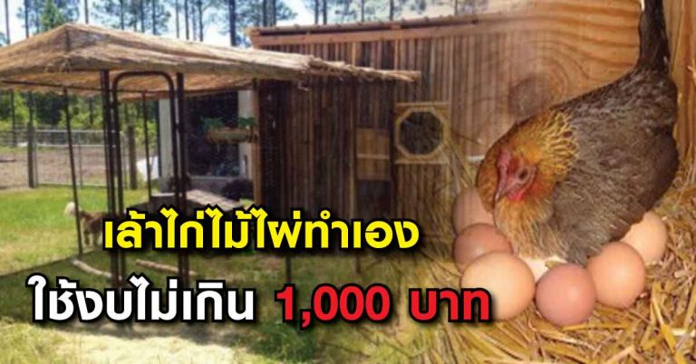 สร้างเล้าไก่จากไม้ไผ่ เลี้ยงแบบเปิดให้มีพื้นที่กว้าง ใช้งบไม่เกิน 1,000 บาท