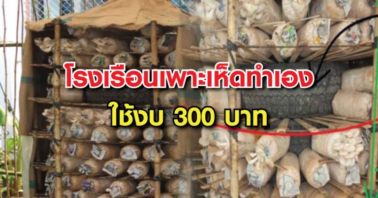 โรงเรือนเพาะเห็ดทำเองง่ายๆ จากไม้ไผ่ และ ยางรถยนต์เก่า ใช้งบแค่ 300 บาท!