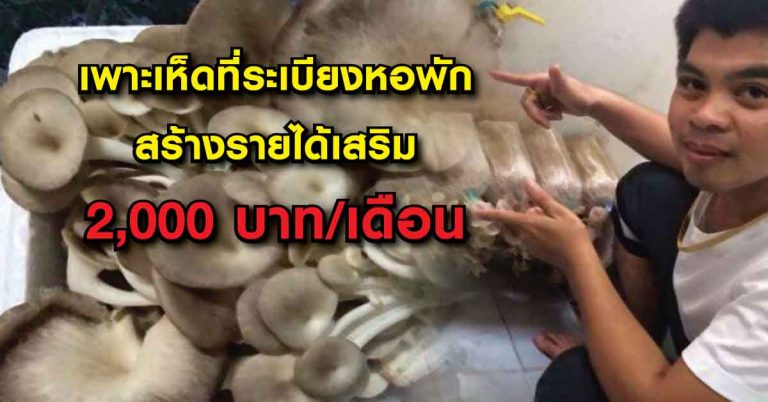 ใช้พื้นที่ระเบียงห้องพักปลูกเห็ดฟาง สร้างรายได้เสริม 2,000 บาท/เดือน (มีเคล็ดลับ)