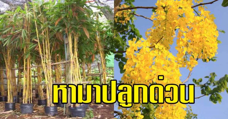 หามาปลูกในบริเวณบ้านแล้ว จะมีความเจริญ รุ่งเรือง และโชคดี