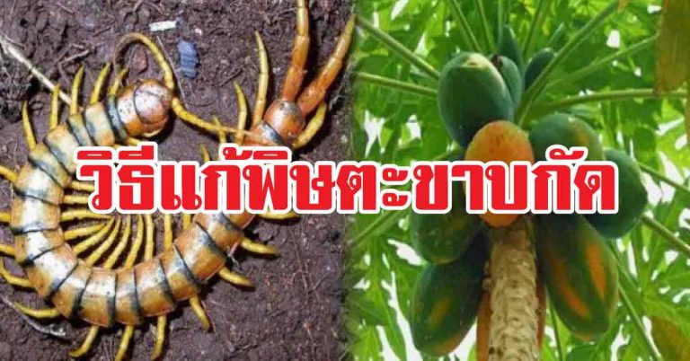 วิธีแก้พิษจากการถูกตะขาบกัด ตามสูตรโบราณ3สูตร