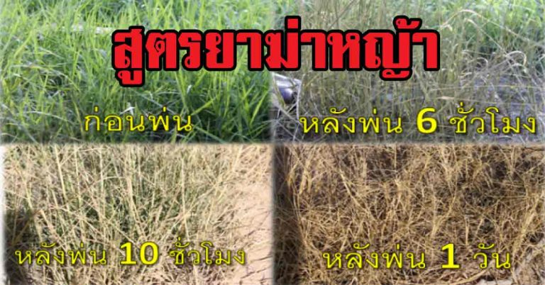 “สูตรยากำจัดหญ้า” ปลอดภัยใช้กันเถอะ มี4สูตรมาแจกชาวเกษตรได้ไปลองทำดู