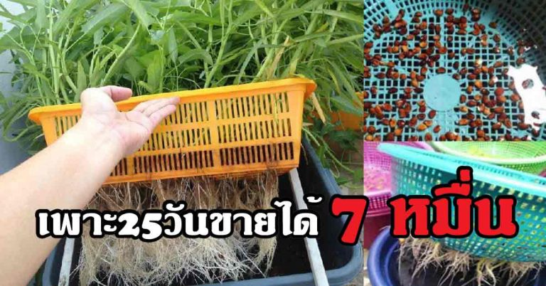 เผยสูตรปลูกผักบุ้งจีน พื้นที่ 50-60 ตารางวา เพาะ25วันขายได้ 7 หมื่น